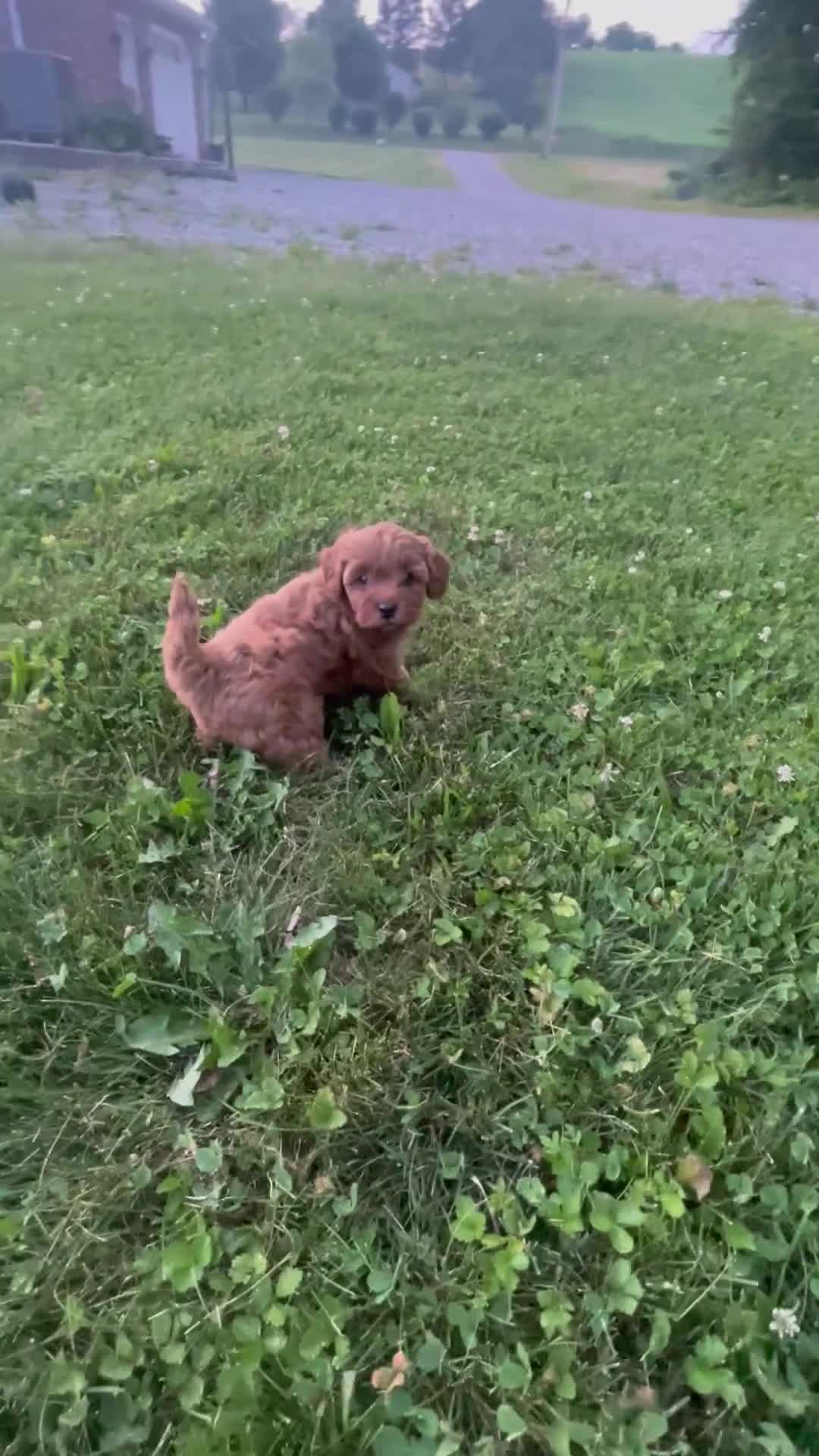 Cavapoo dogs for sale: Hazel - Video 1