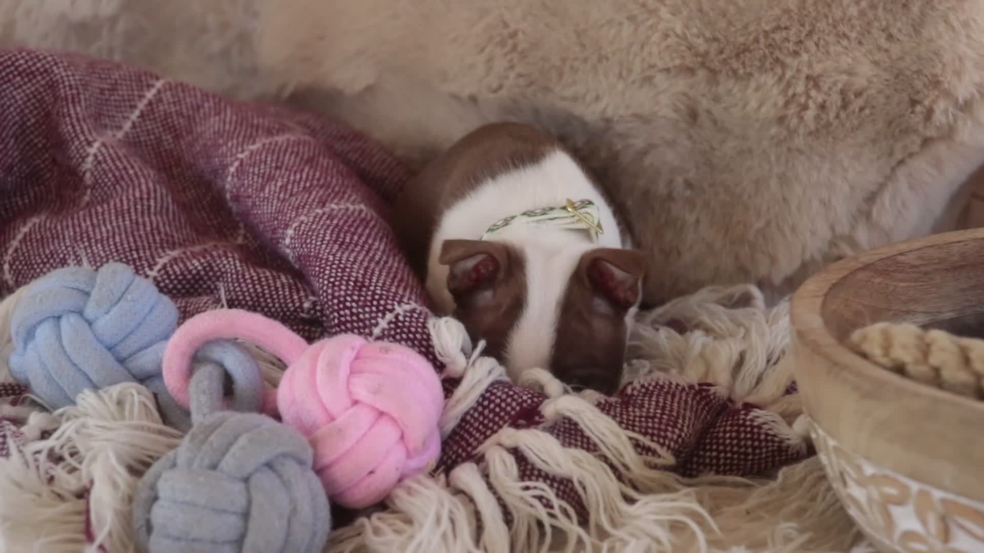 Boston Terrier dogs for sale: Crickett - Video 1