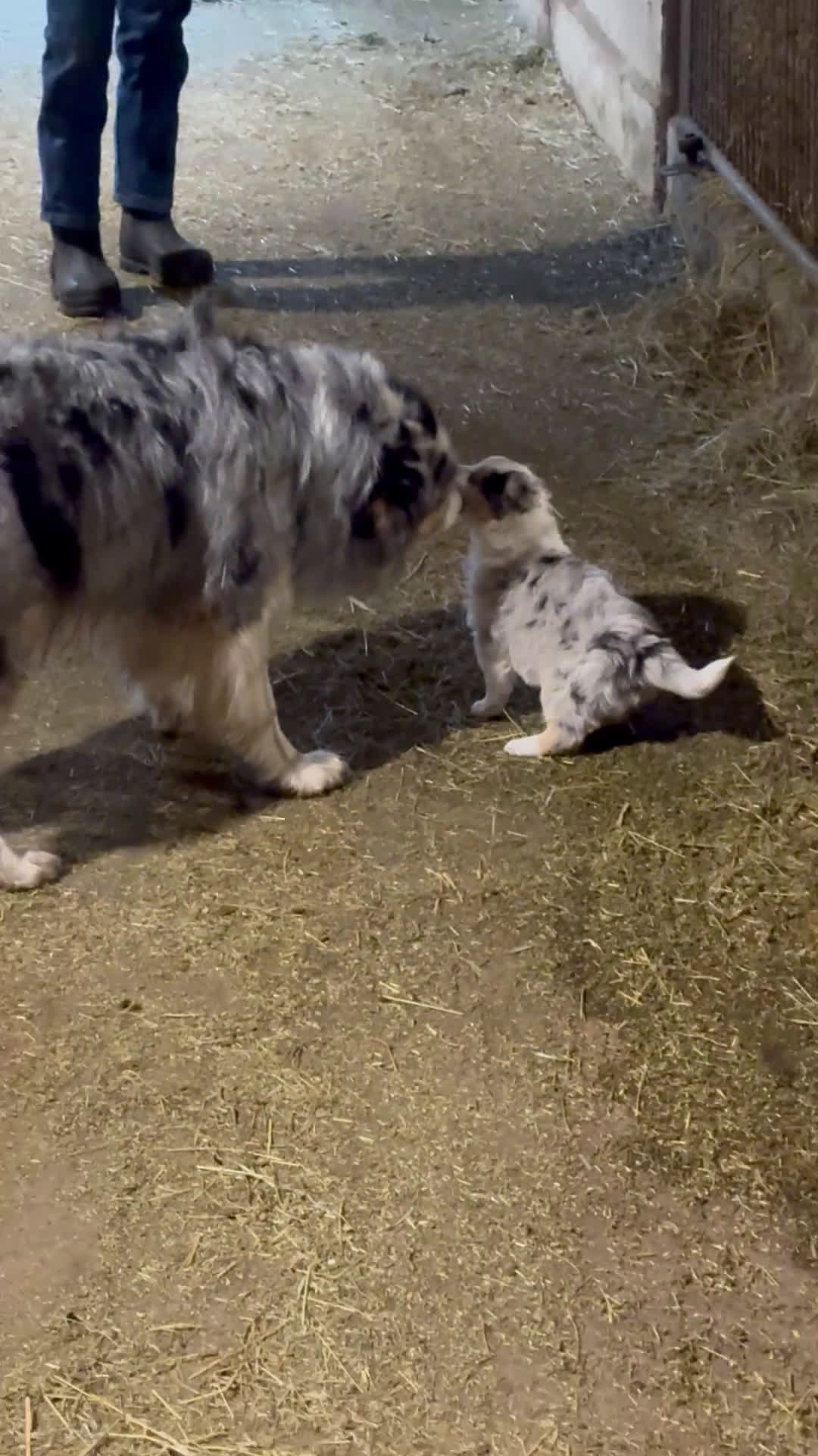 Mixed Breed dogs for sale: Mixed Breed Puppy 1 - Video 1