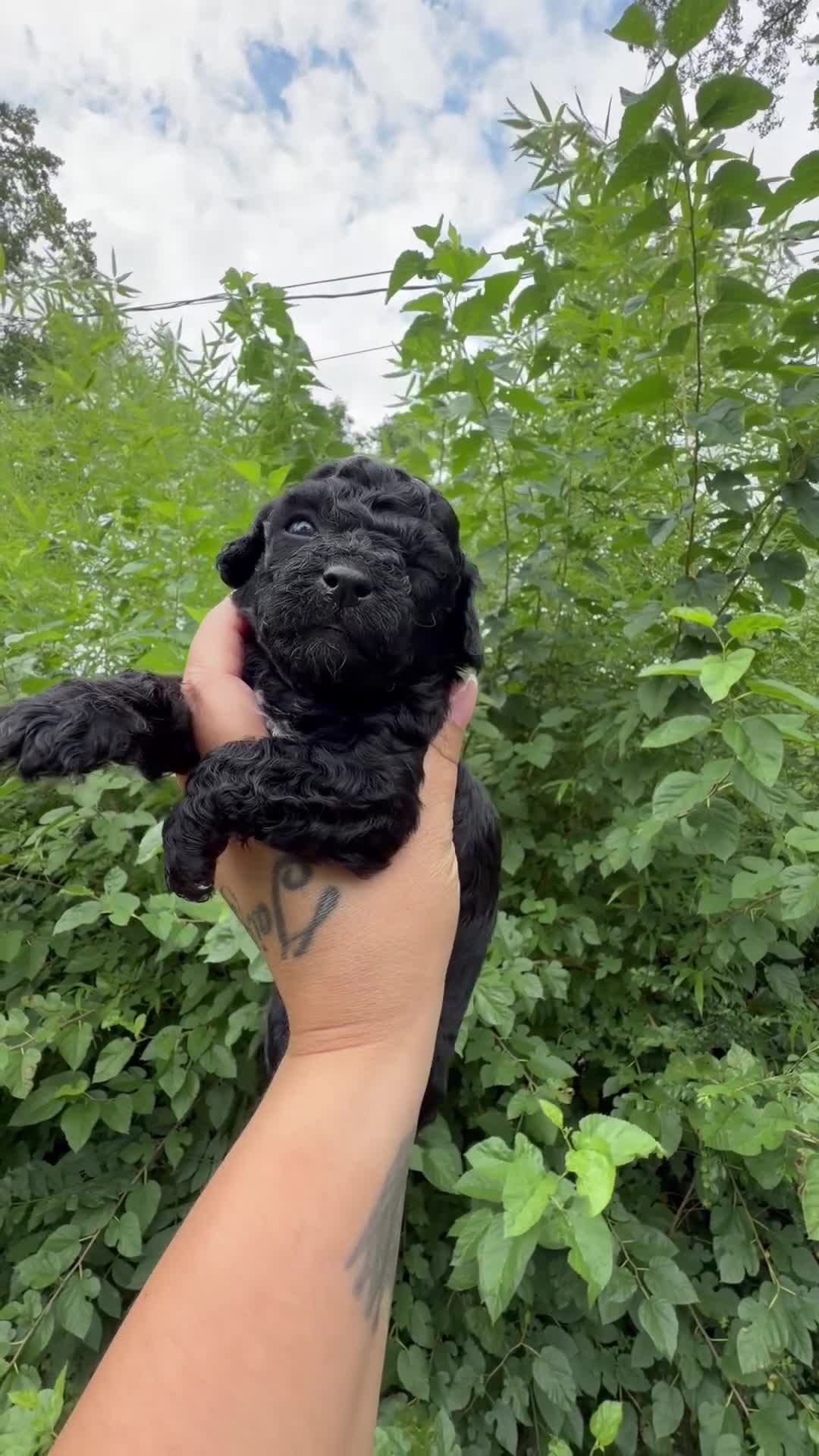 Toy Poodle dogs for sale: Orion - Video 1