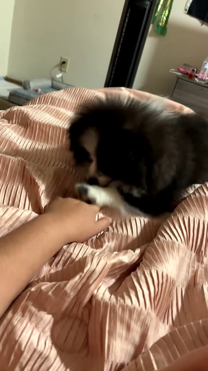 Pomeranian dogs for sale: Koko - Video 2