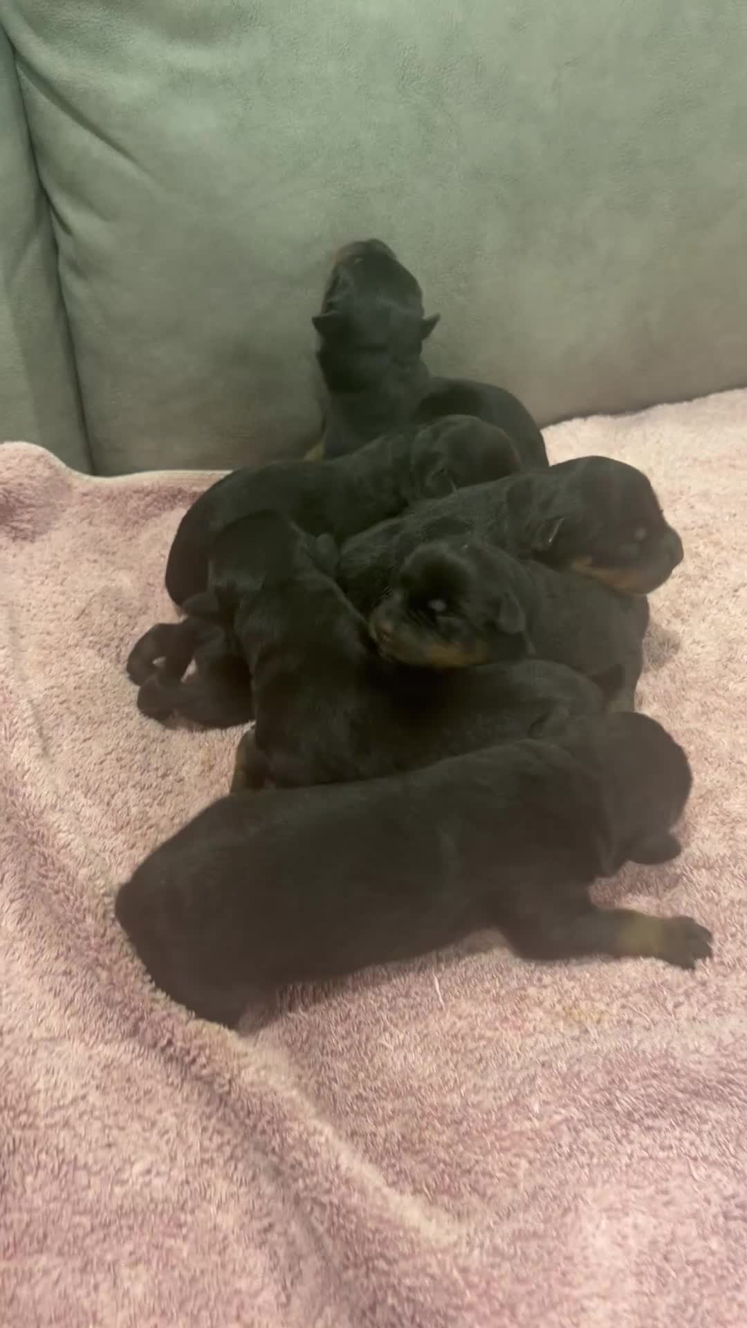 Rottweiler dogs for sale: Rottweiler Puppy 7 - Video 1