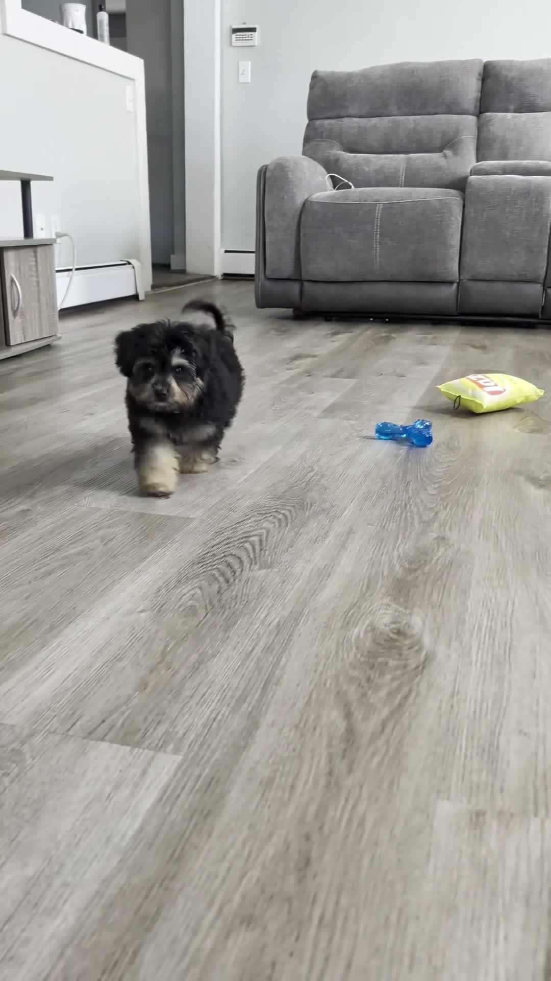 Pomapoo dogs for sale: Alvin - Video 1