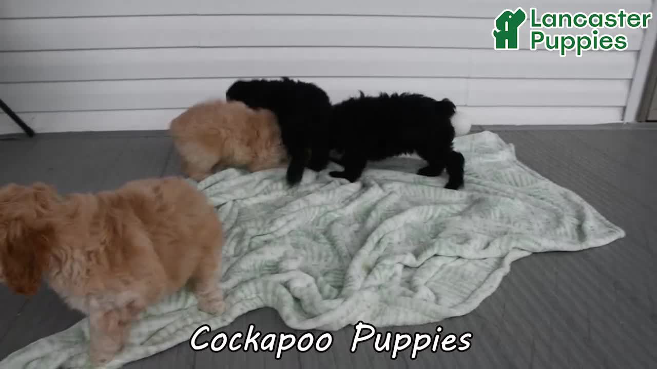 Cockapoo dogs for sale: Honey - Video 1