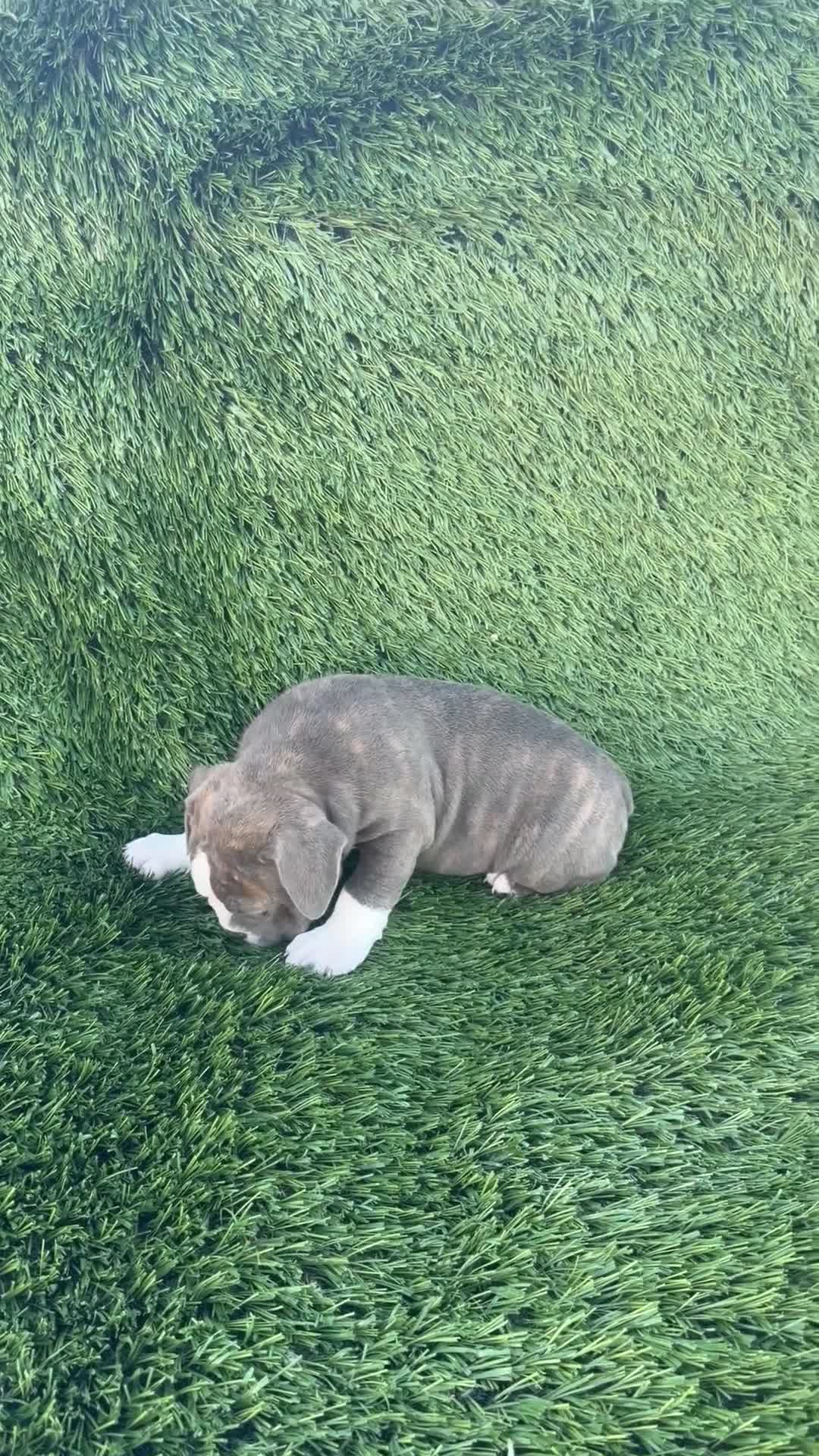 Olde English Bulldogge dogs for sale: Willow - Video 1