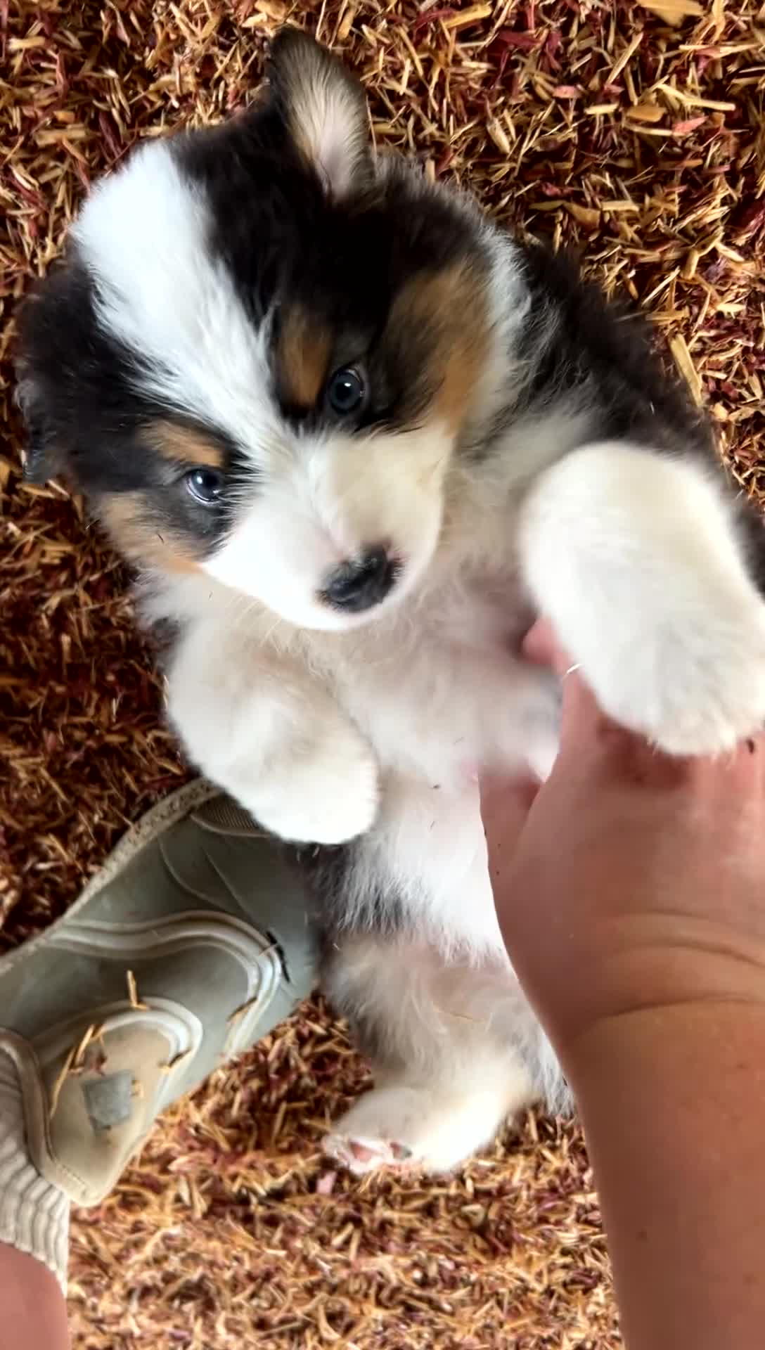 Australian Shepherd dogs for sale: “Pete” Black Tri Male  - Video 2