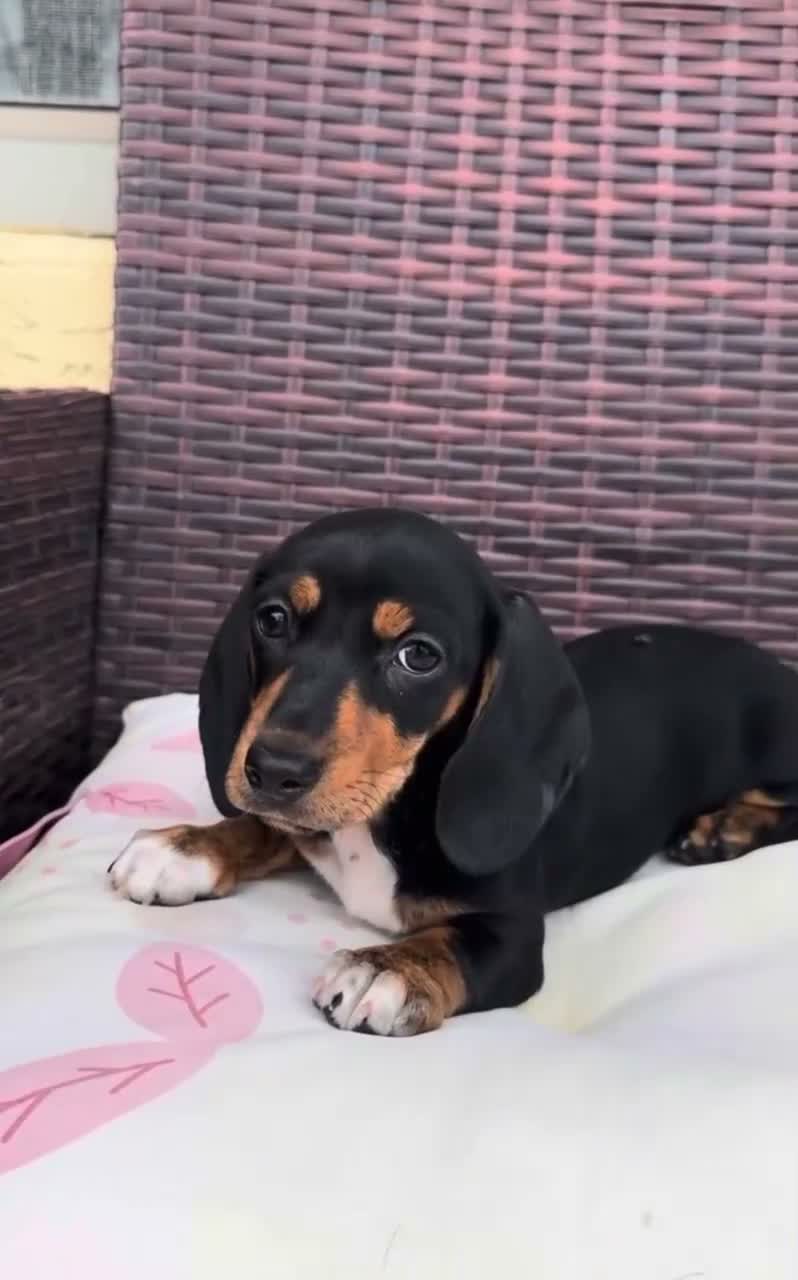 Dachshund dogs for sale: Katherina  - Video 1