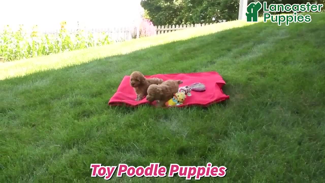 Toy Poodle dogs for sale: Finn - Video 1
