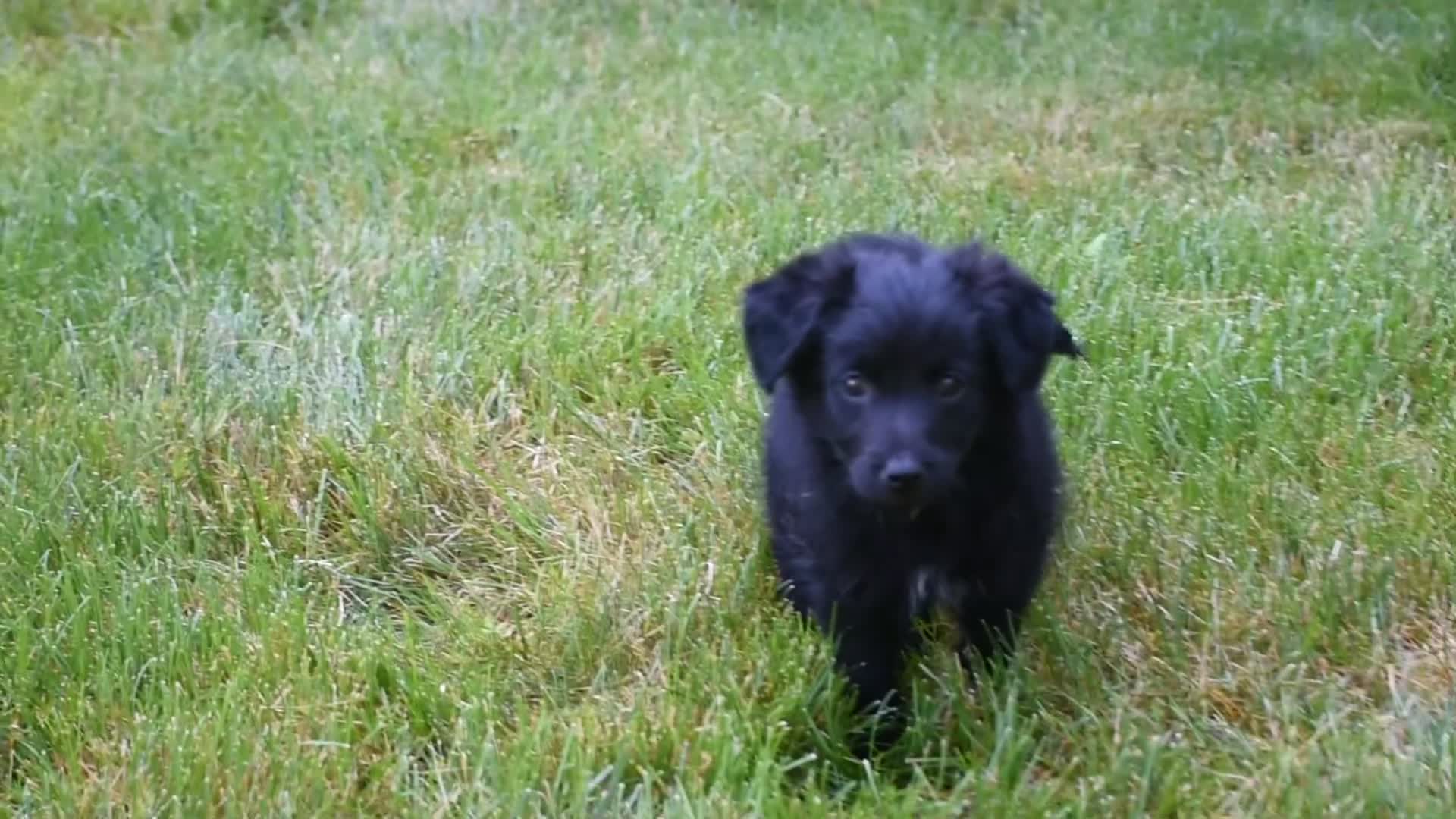 Bordoodle dogs for sale: Remy - Video 1