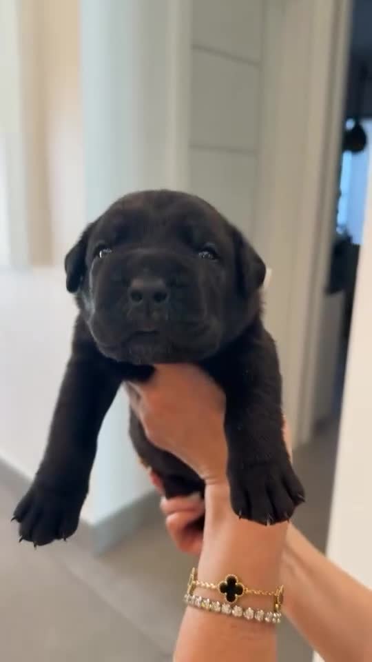 Cane Corso dogs for sale: Cane Corso 1 - Video 1
