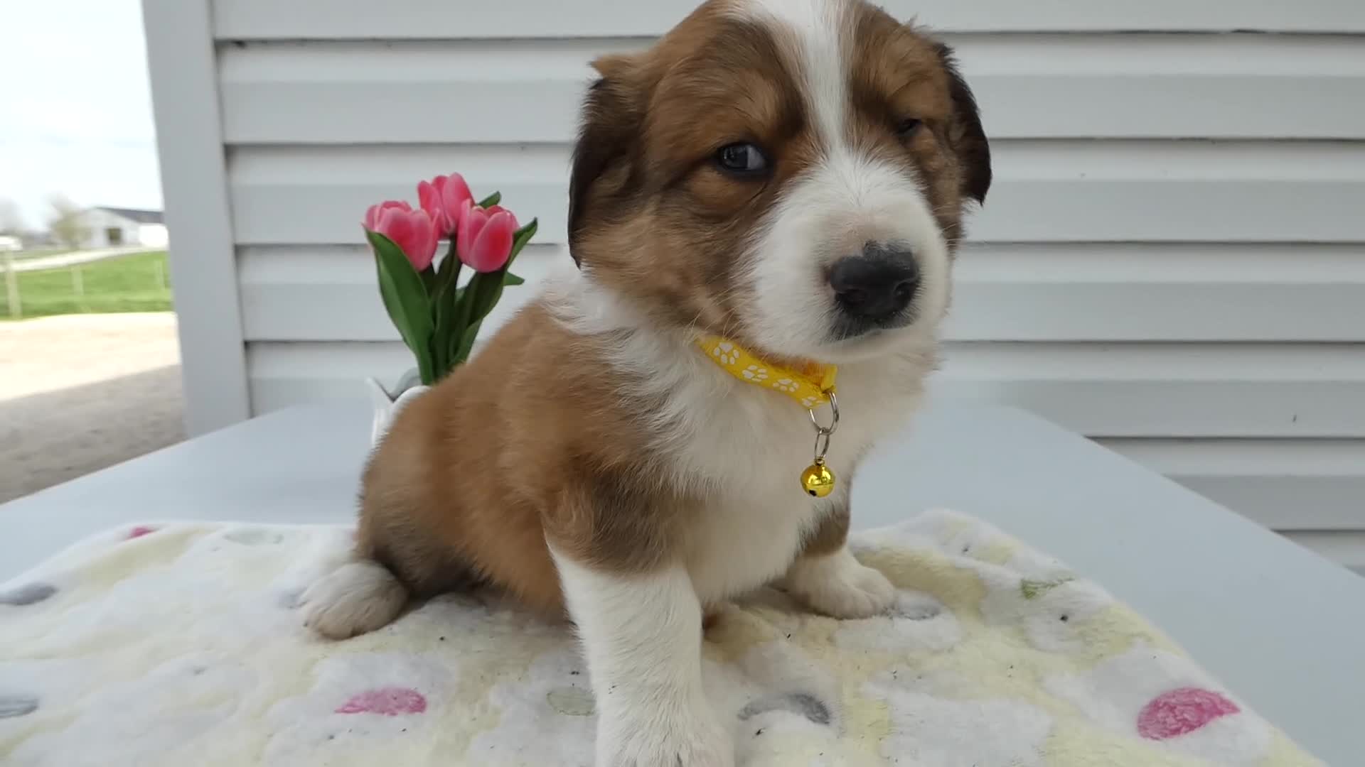 Miniature Australian Shepherd dogs for sale: Miniature Australian Shepherd Puppy 1 Teddy - Video 1