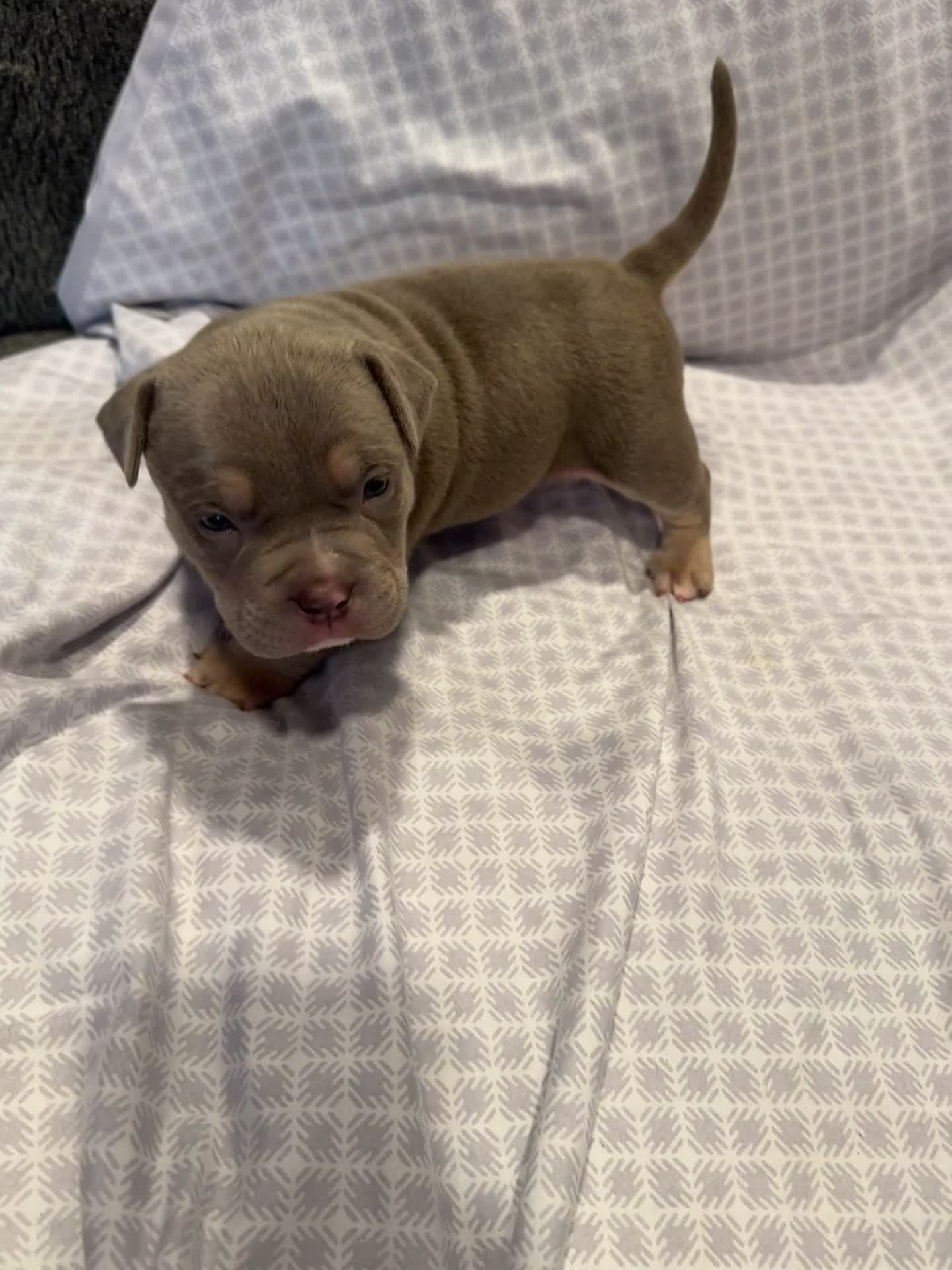 American Bully dogs for sale: American Bully Puppy 5 - Video 1