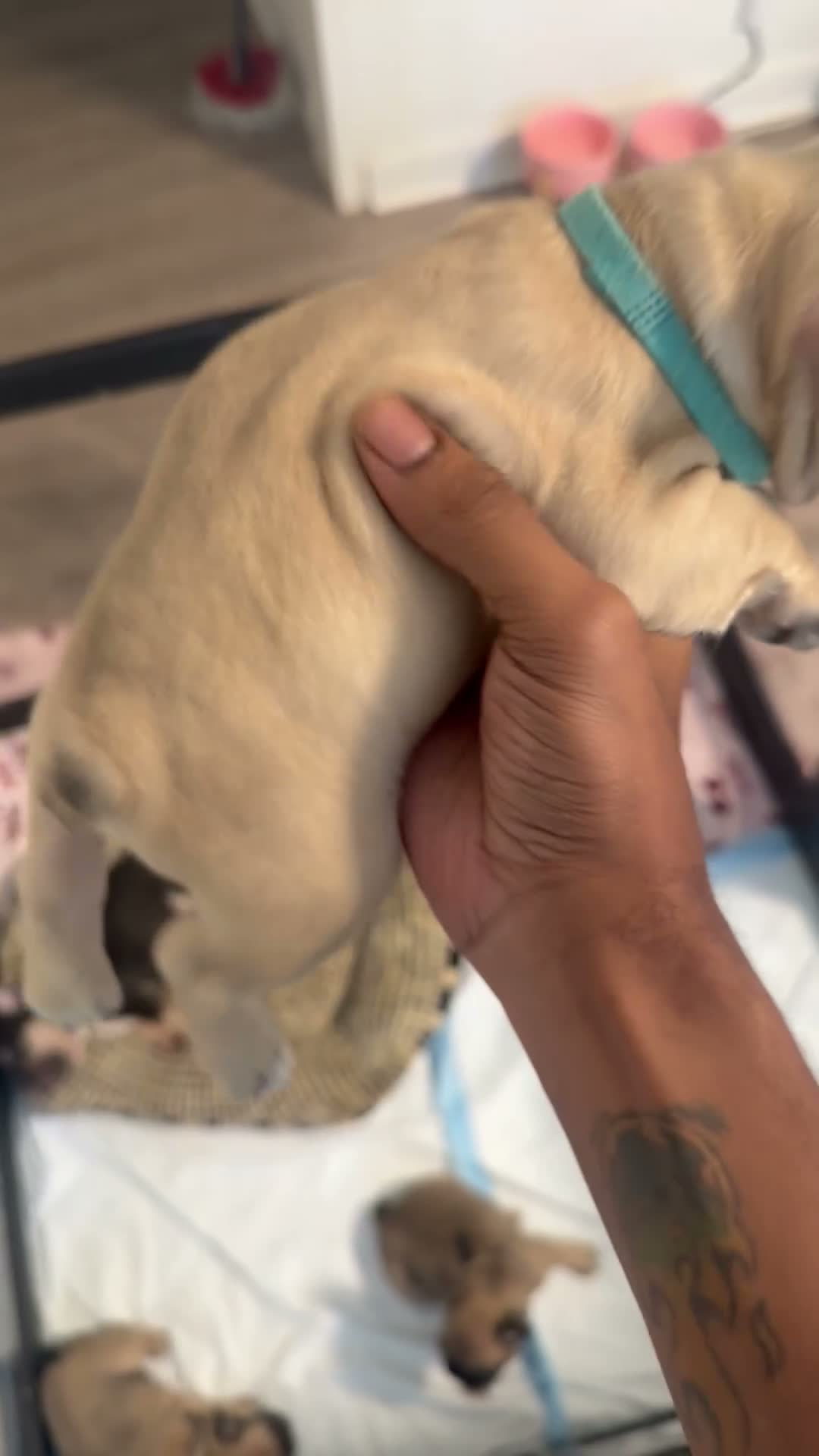 French Bulldog dogs for sale: HRLM - Video 2