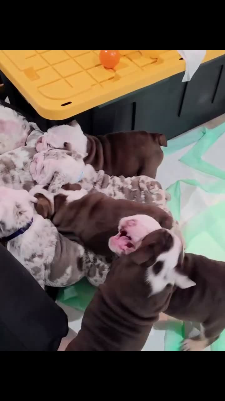 English Bulldog dogs for sale: English Bulldog 1 - Video 1