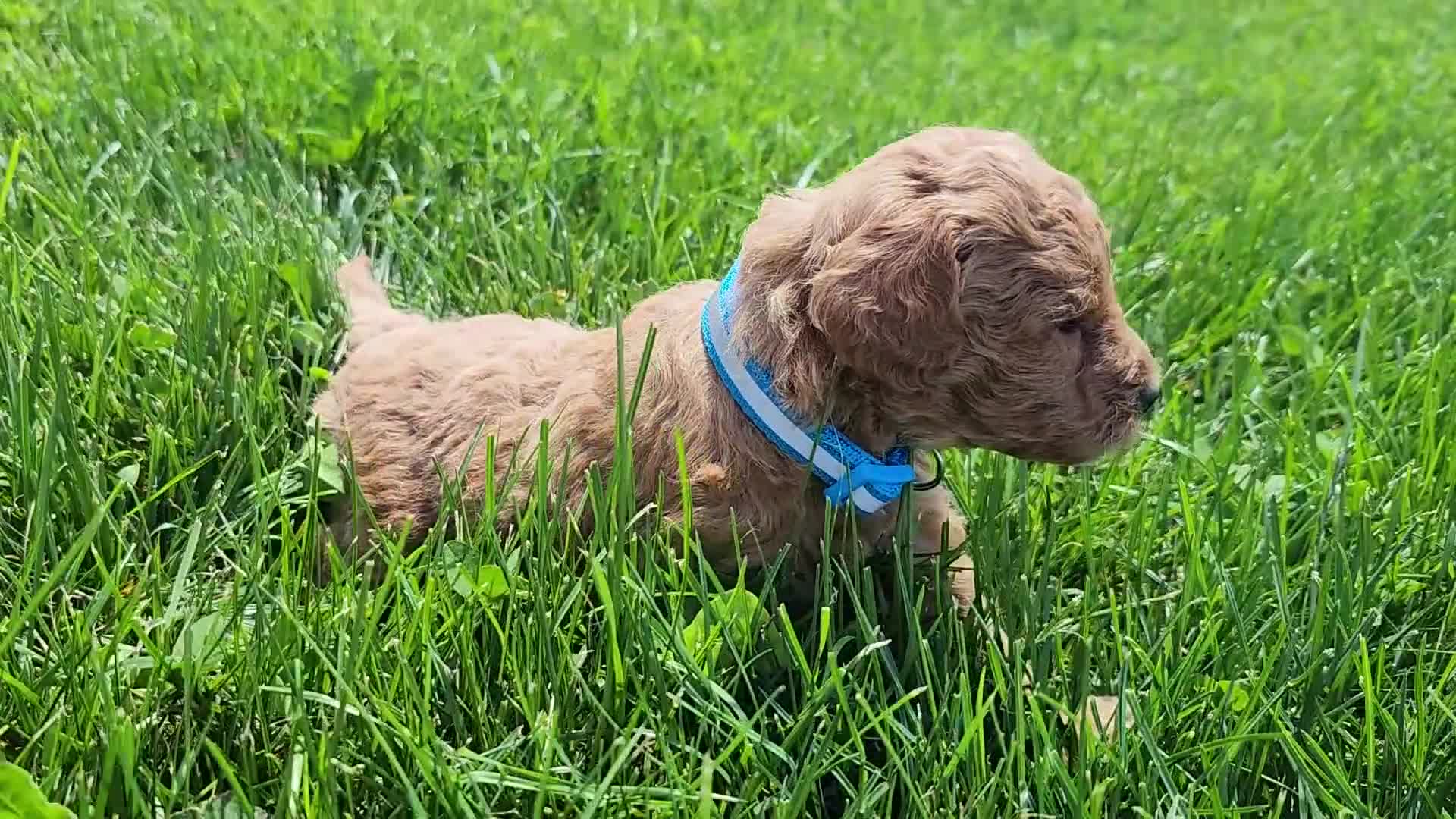 Standard Poodle dogs for sale: Sky - Video 1