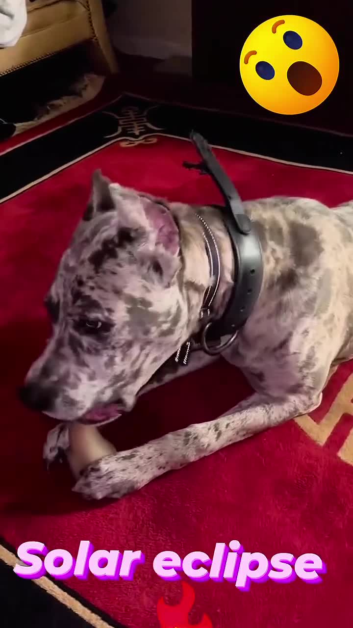 Daniff dogs for sale: Daniff Puppy 1 - Video 4