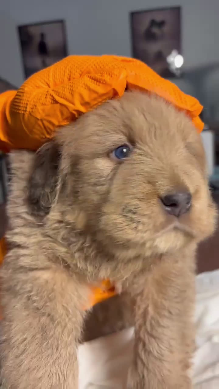 Tibetan Mastiff dogs for sale: Tibetan Mastiff Puppy 1 - Video 7