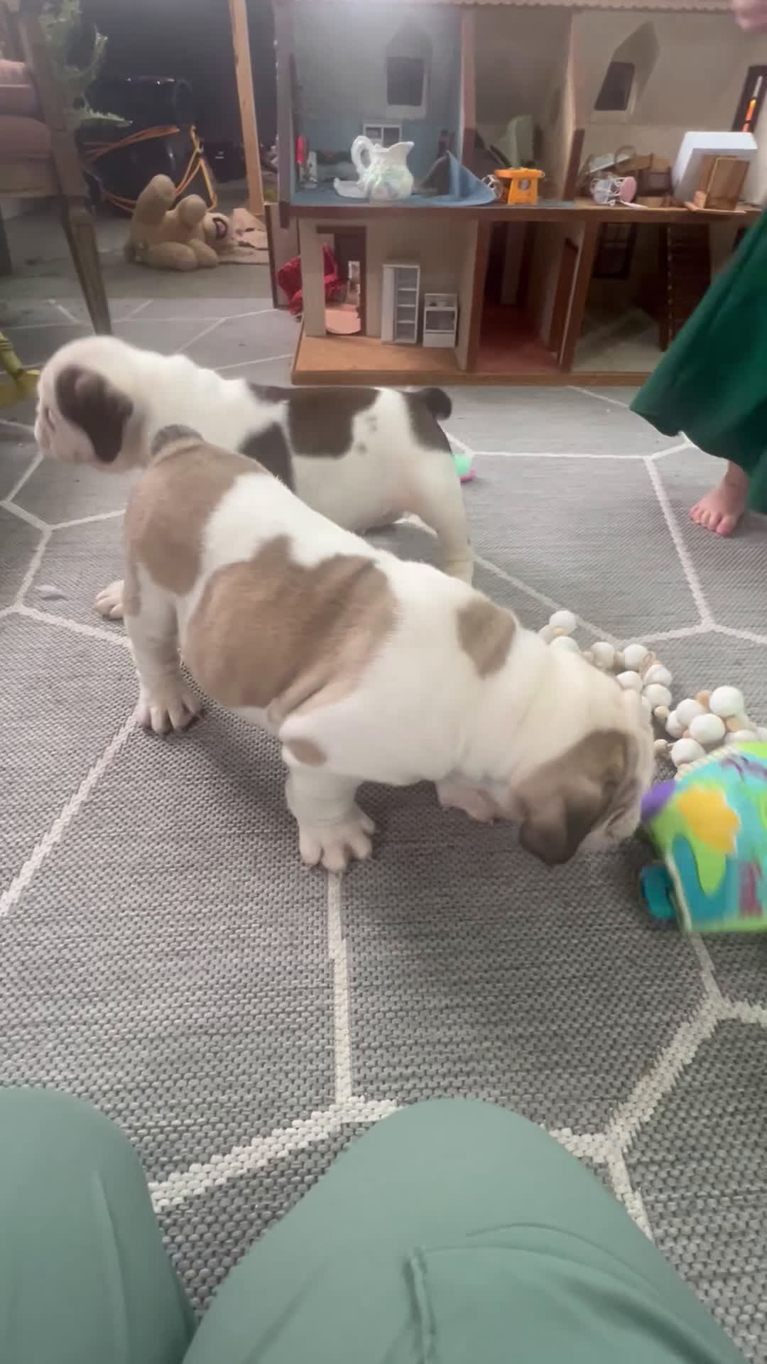 English Bulldog dogs for sale: Lilly - Video 2