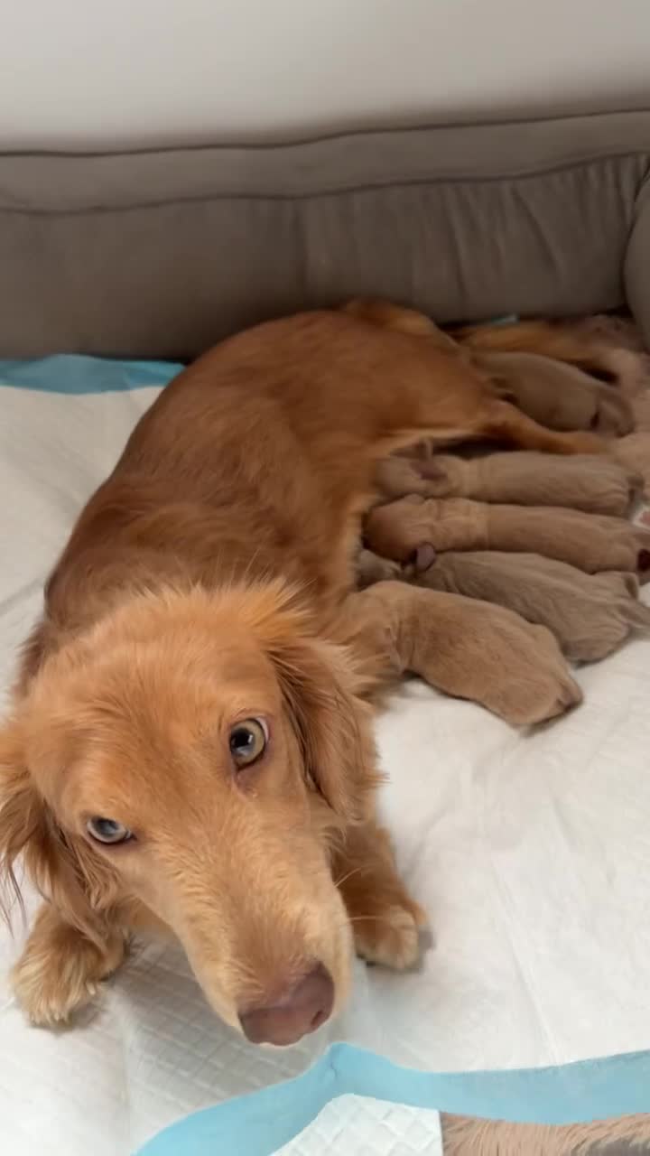 Miniature Dachshund dogs for sale: Jinu - Video 1