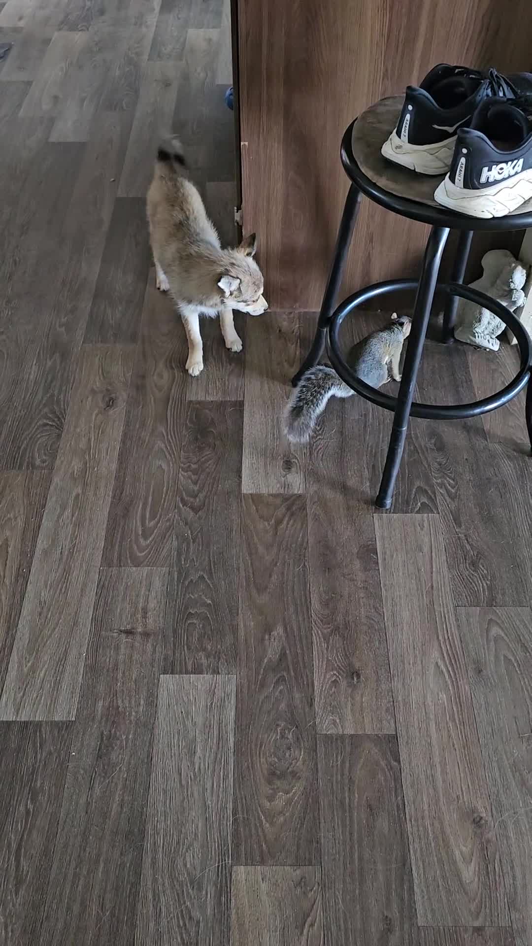 Pomsky dogs for sale: Pomsky Puppy 2 - Video 1