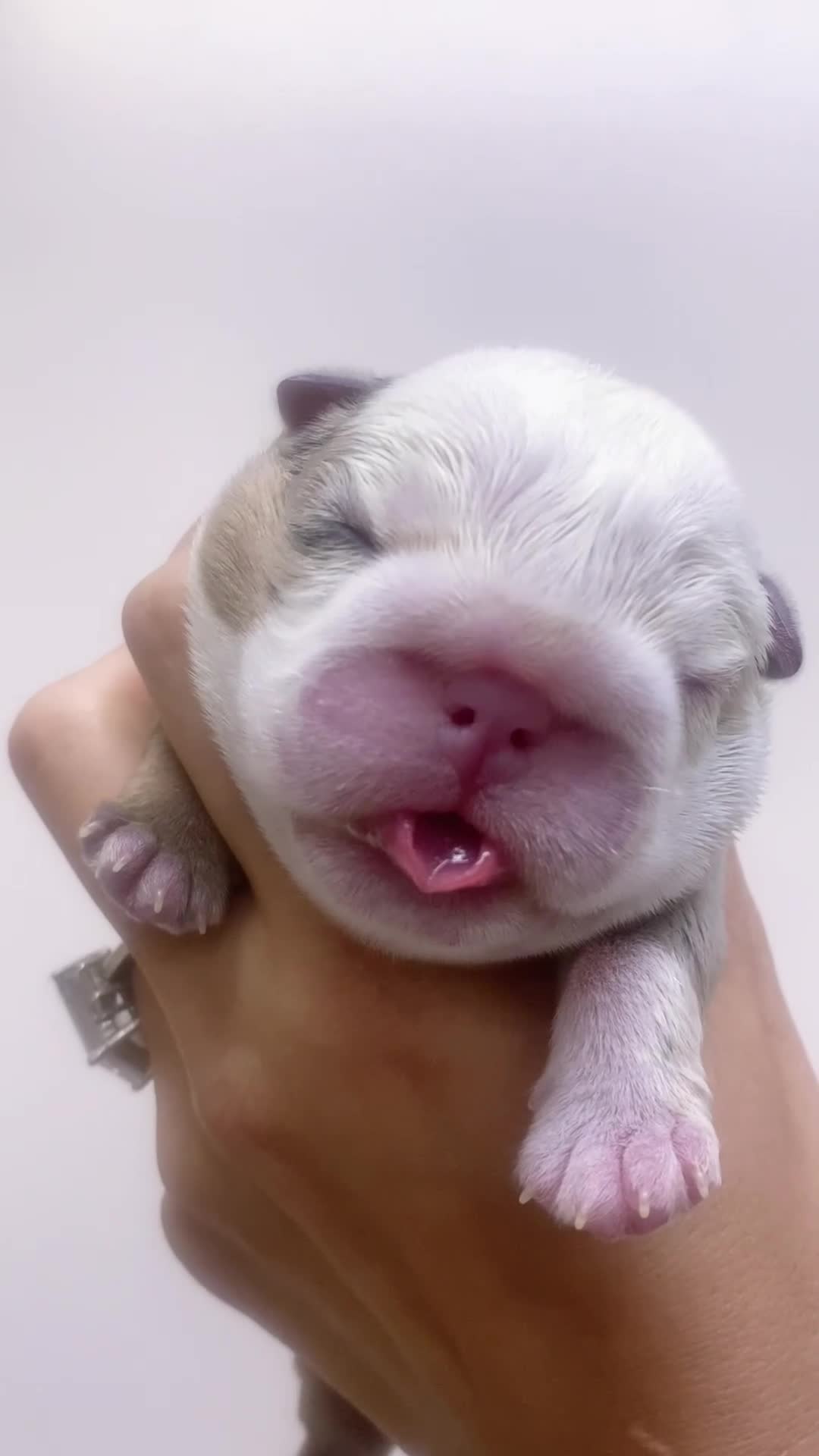 English Bulldog dogs for sale: Eva - Video 3