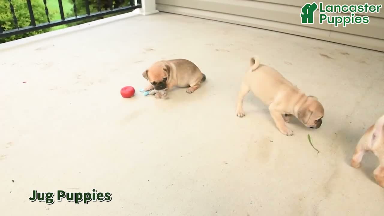 Jug dogs for sale: Buddy - Video 1