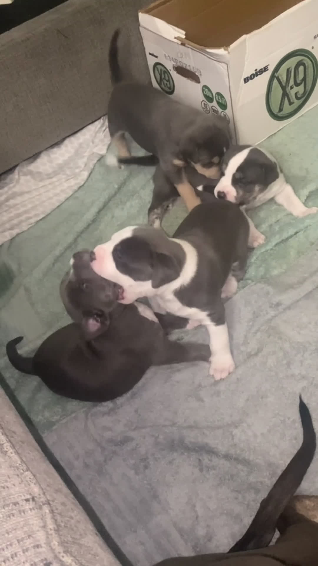 American Pit Bull Terrier dogs for sale: American Pit Bull Terrier Puppy 3 - Video 1