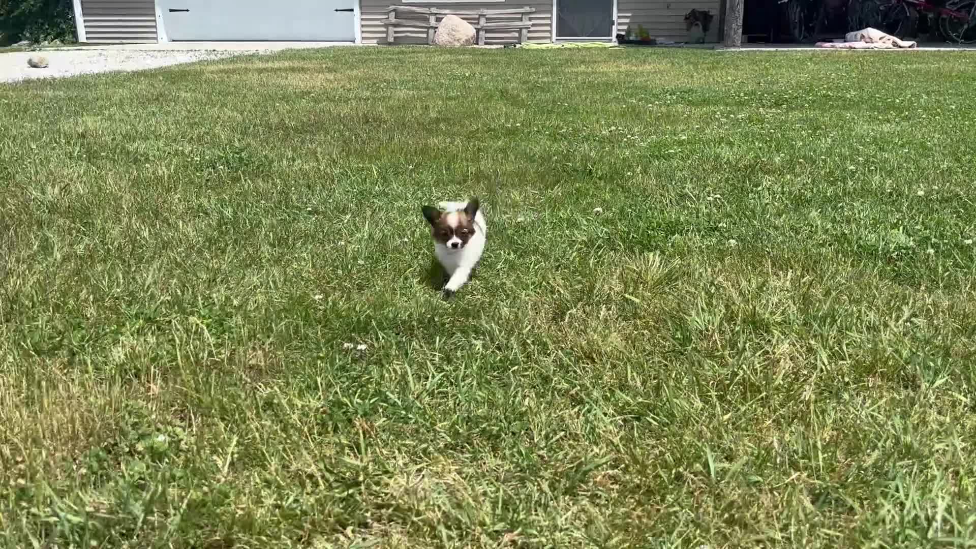 Papillon dogs for sale: Honey - Video 1