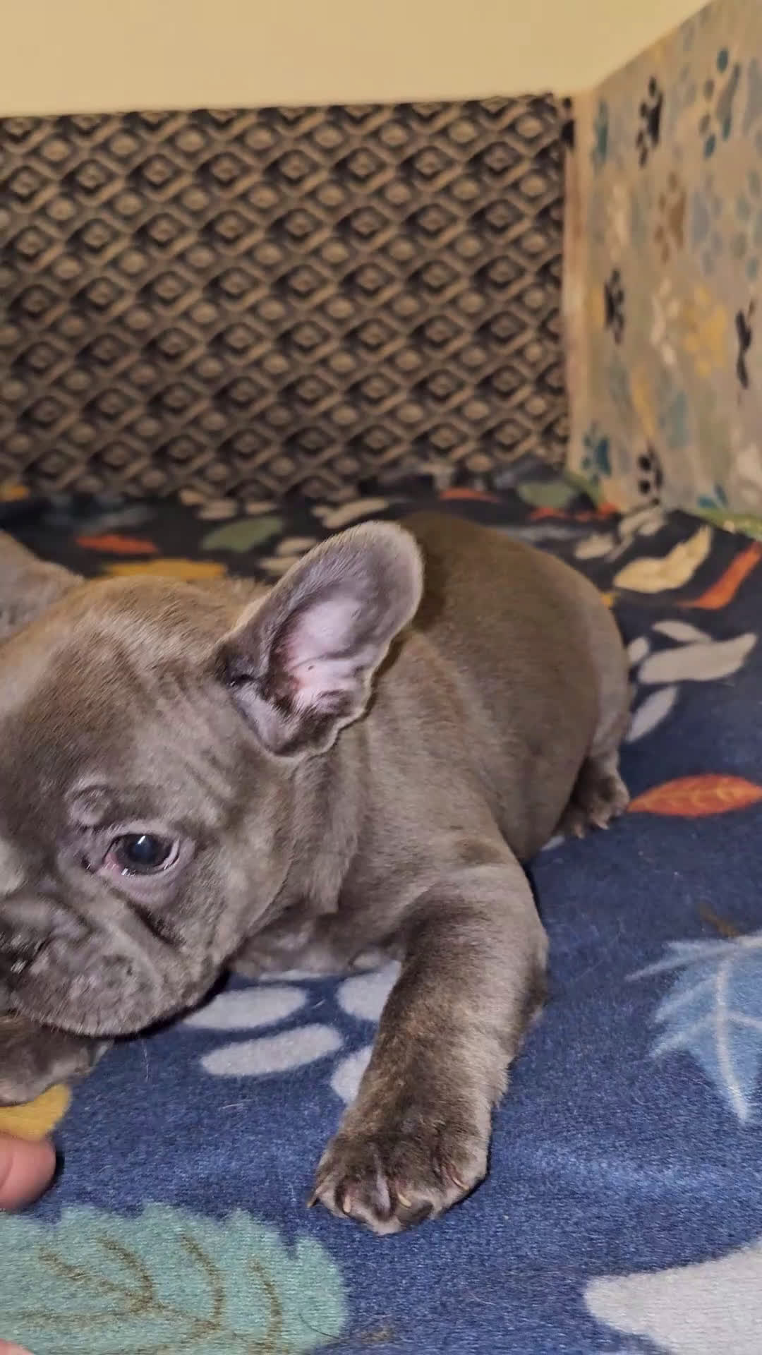 French Bulldog dogs for sale: French Bulldog Puppy 3 - Video 1