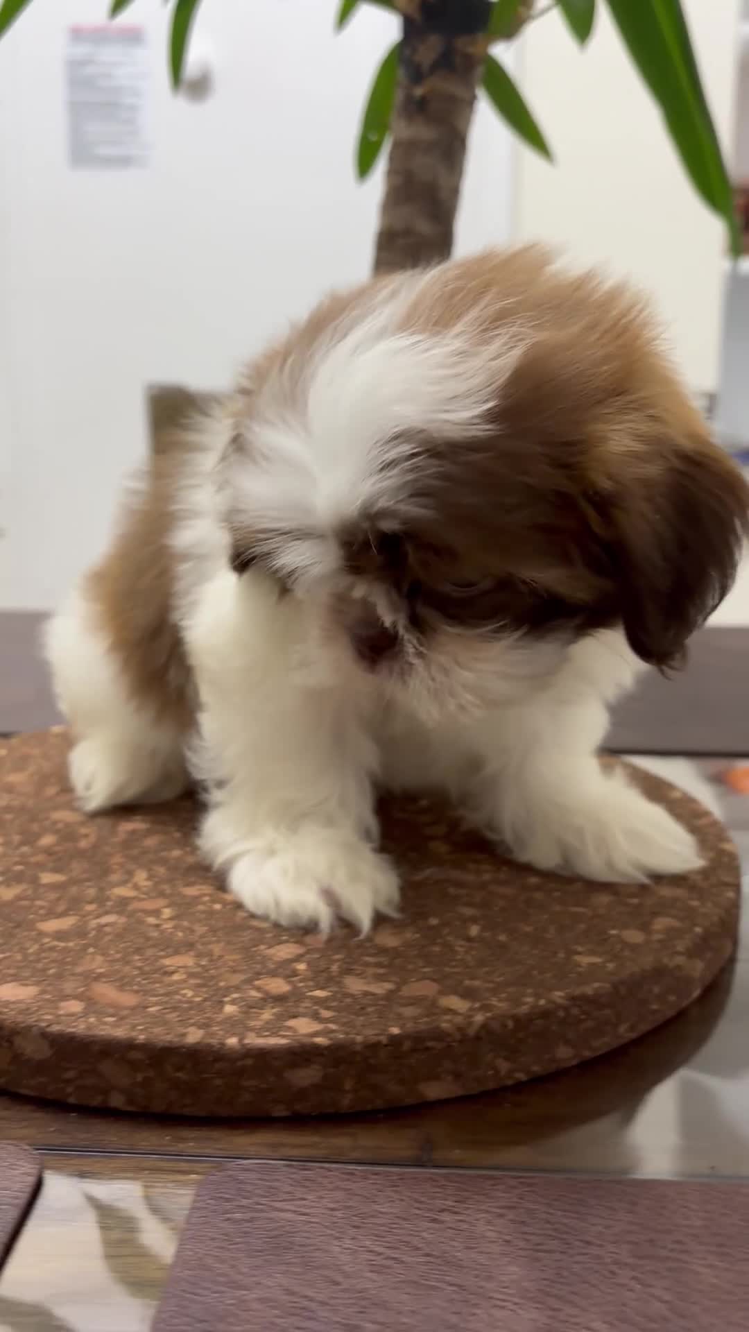 Shih Tzu dogs for sale: Buddy - Video 1