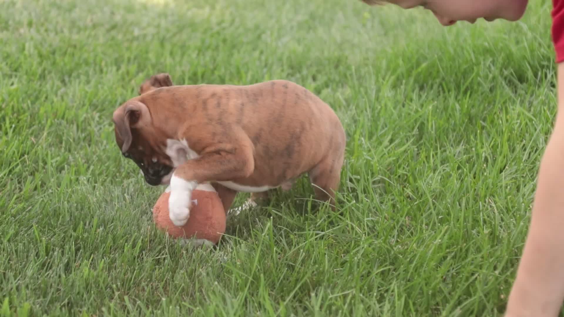 Boxer dogs for sale: Brody - Video 6