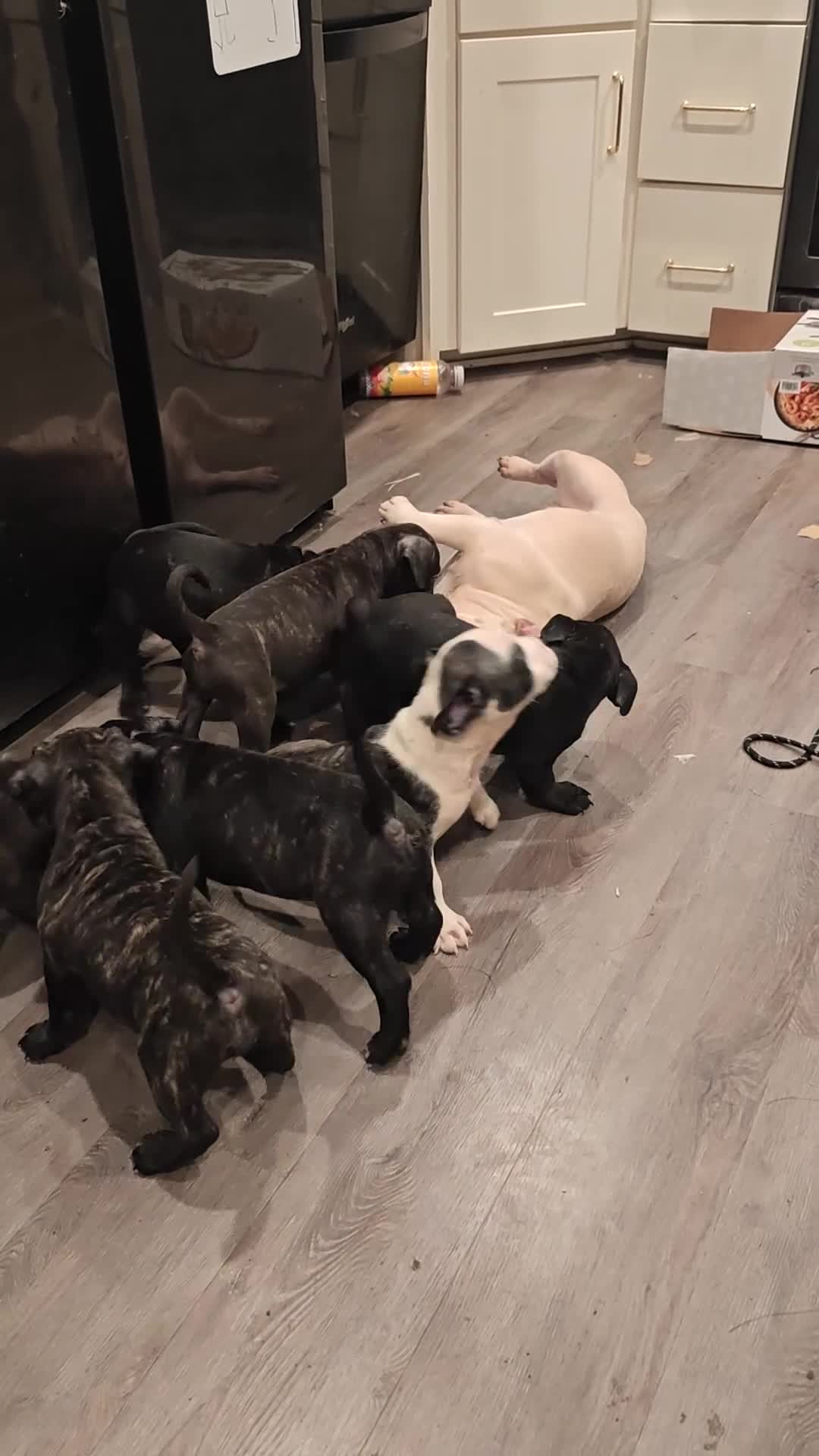 Mixed Breed dogs for sale: Mixed Breed 6 - Video 2