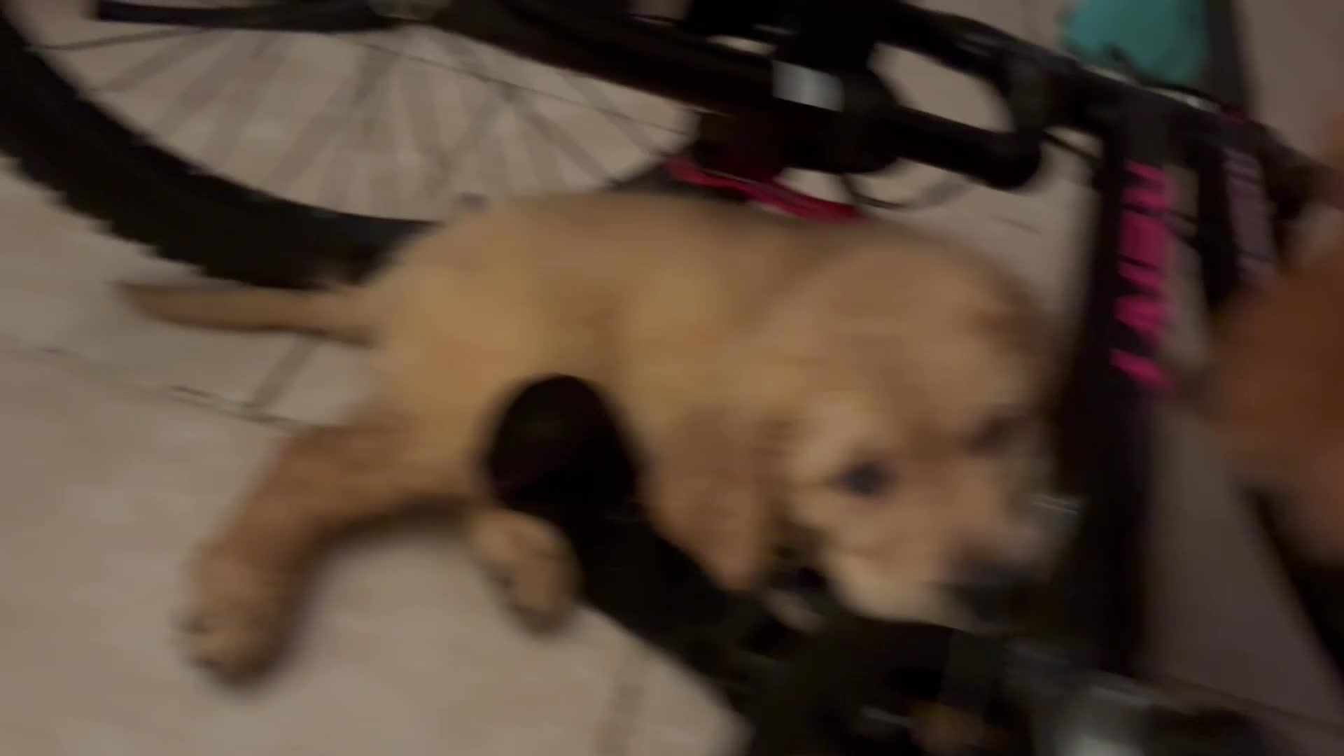 Golden Retriever dogs for sale: Violet - Video 3