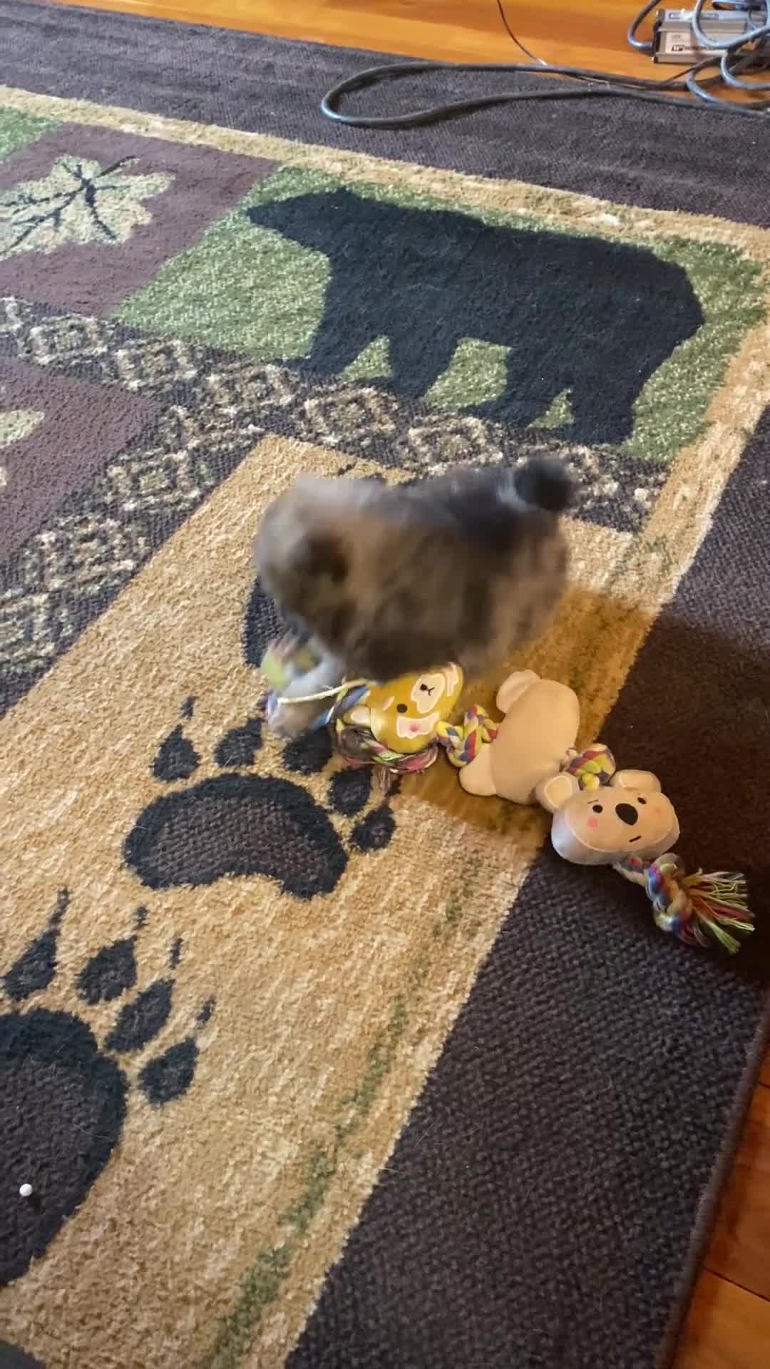 Pomeranian dogs for sale: Milo - Video 1