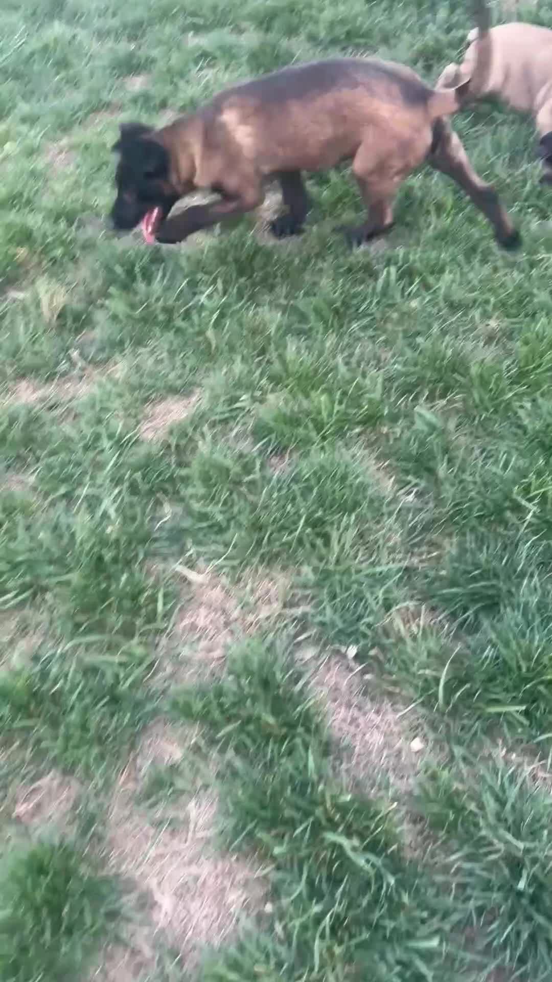 Belgian Malinois dogs for sale: Destiny - Video 1