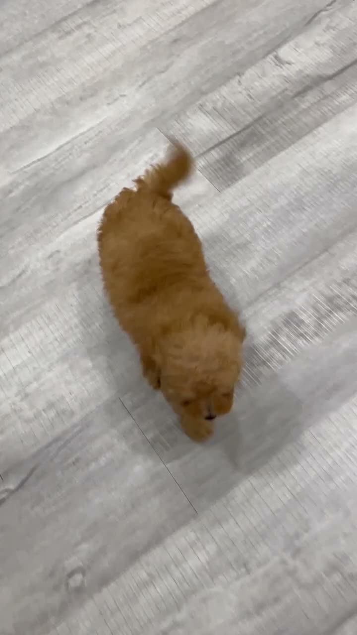 Miniature Poodle dogs for sale: Violet - Video 1