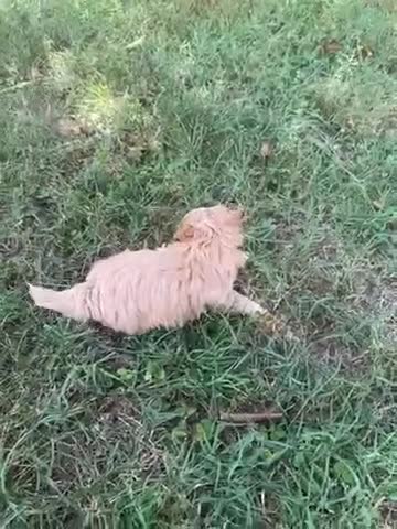 Maltipoo dogs for sale: Maltipoo 2 - Video 1