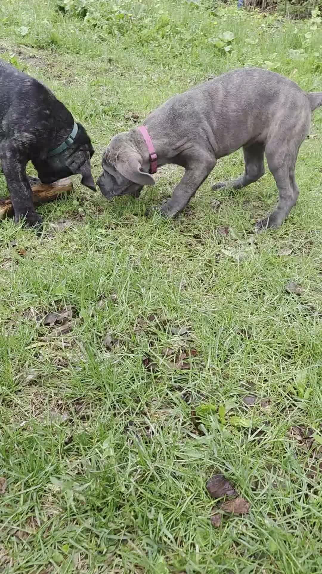 Cane Corso dogs for sale: Cane Corso Puppy 4 - Video 1