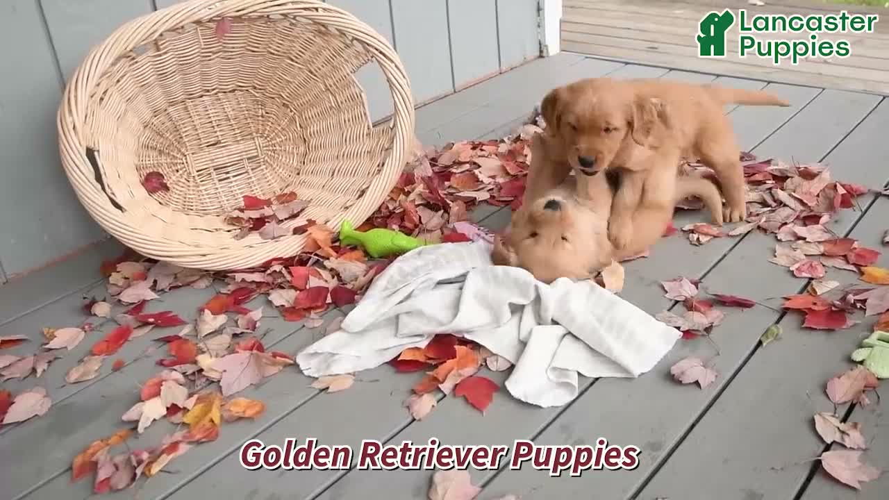 Golden Retriever dogs for sale: Wiggles - Video 1