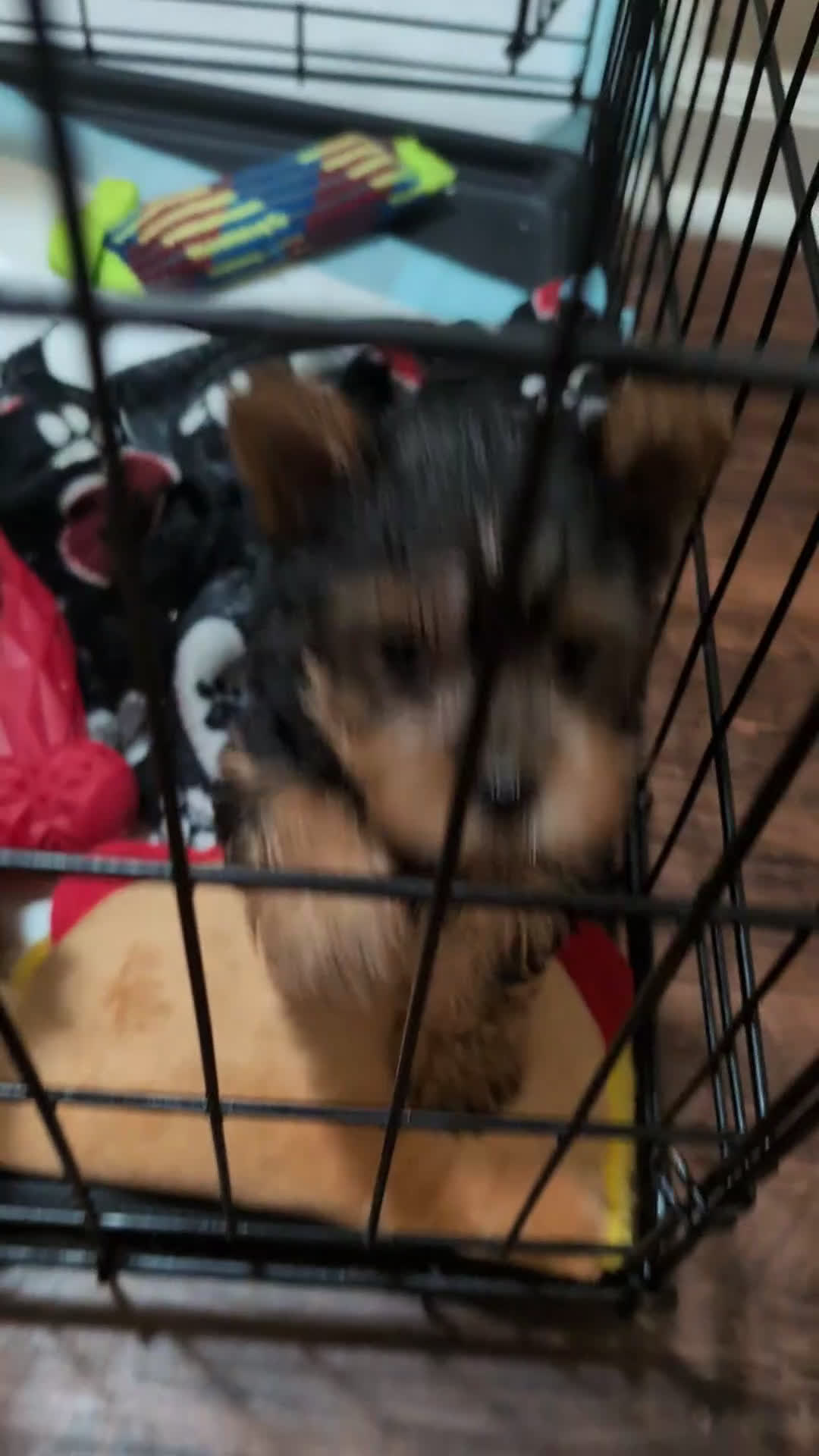 Yorkshire Terrier dogs for sale: Yorkshire Terrier Puppy 1 - Video 2