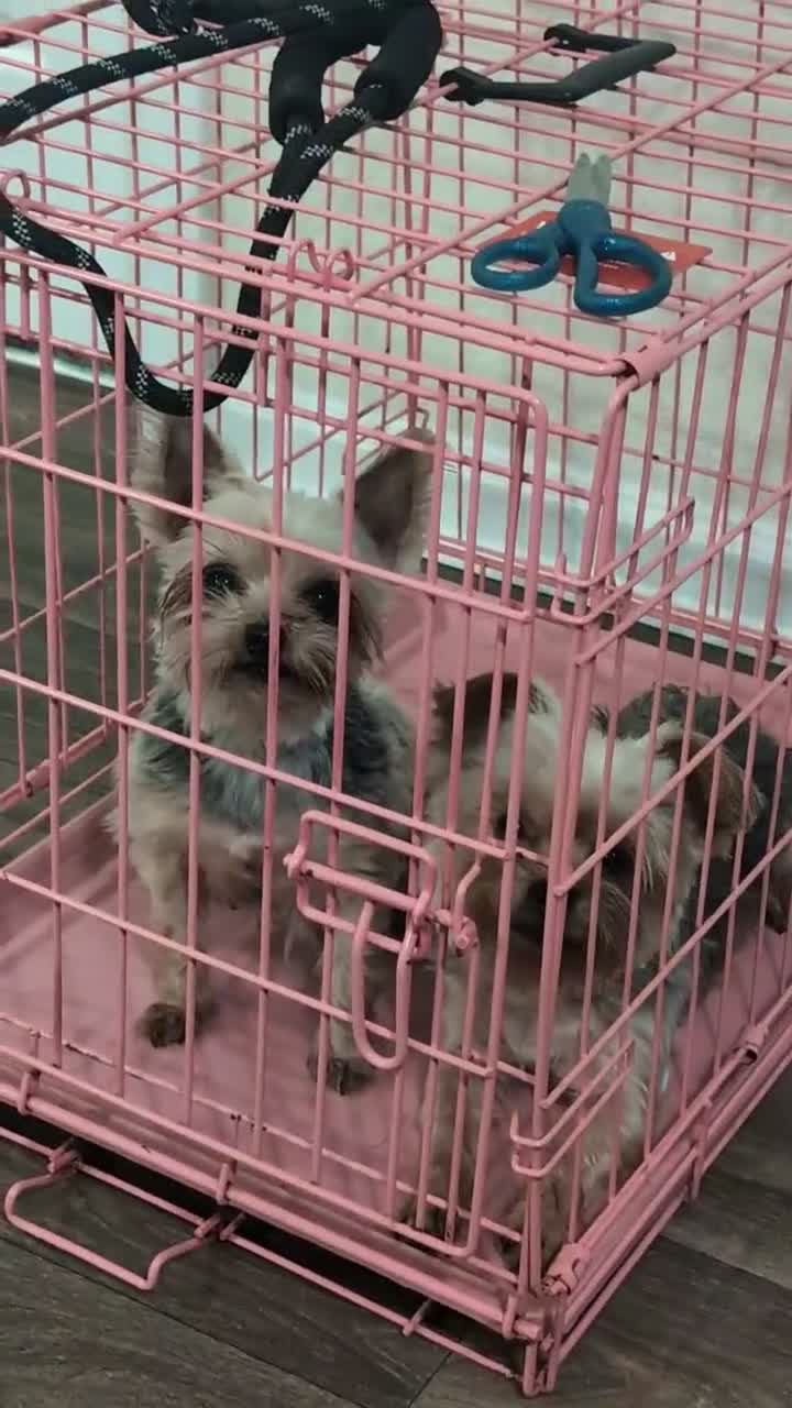 Yorkshire Terrier dogs for sale: Yorkshire Terrier 1 - Video 1