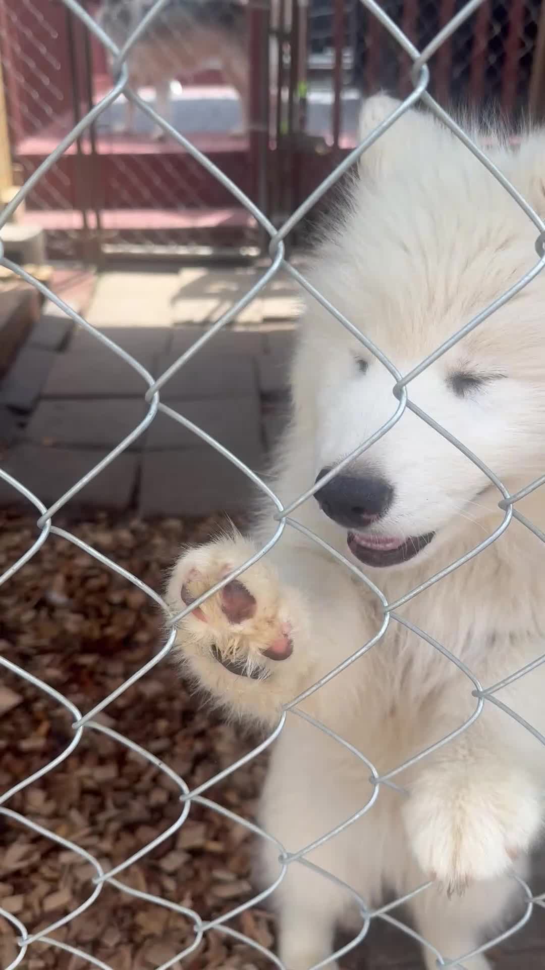 Siberian Husky dogs for sale: Tank - Video 1