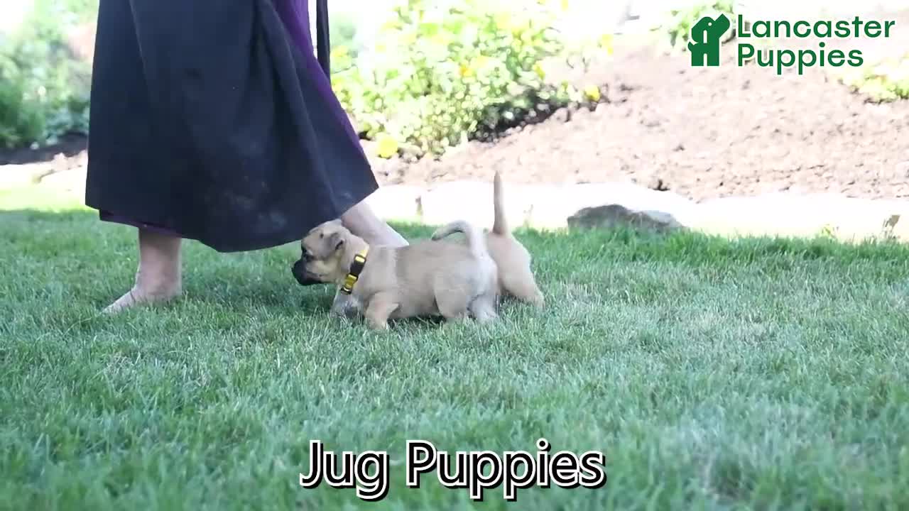 Jug dogs for sale: Comet - Video 1
