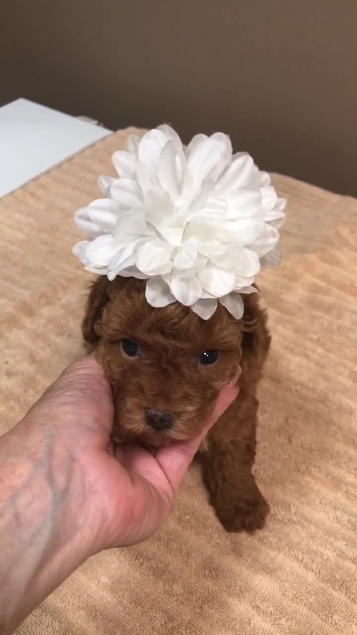 Toy Poodle dogs for sale: stunning deep red - Video 1