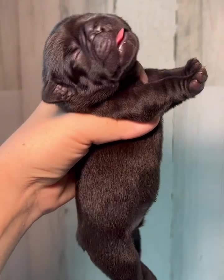French Bulldog dogs for sale: Midnight Groove’s One In A Million-Merle - Video 3