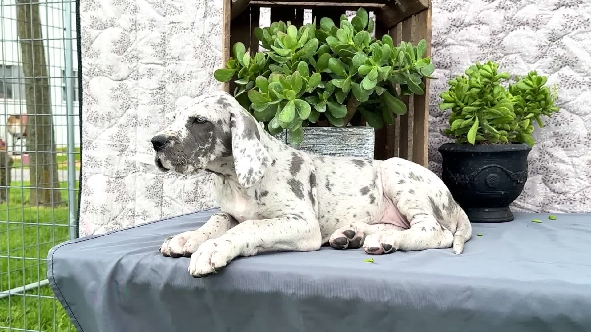 Great Dane dogs for sale: Kelsey - Video 1