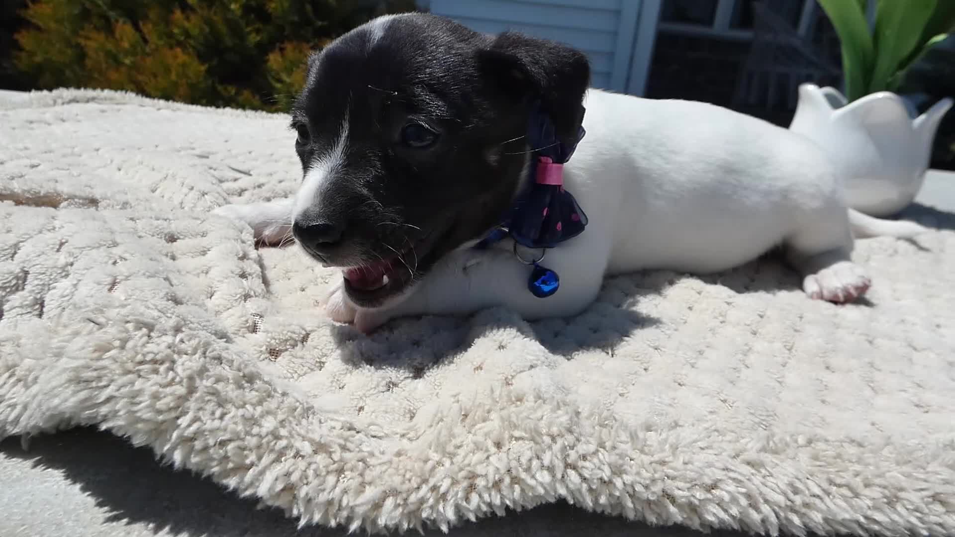 Jack Russell Terrier dogs for sale: Jack Russell Terrier Puppy 2 Whisper - Video 1