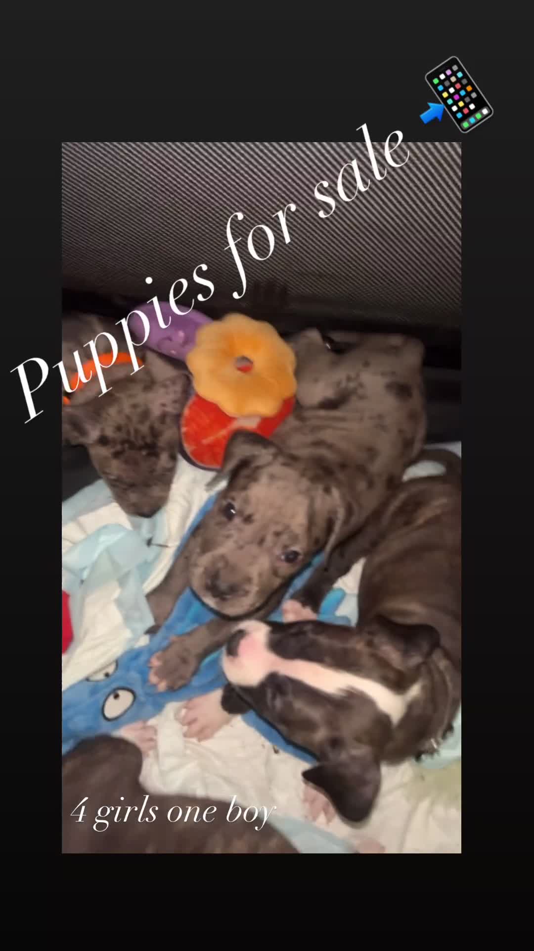 Mixed Breed dogs for sale: Mixed Breed Puppy 1 - Video 1