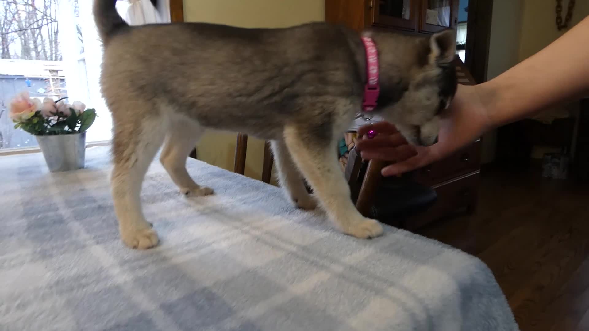 Alaskan Klee Kai dogs for sale: Alaskan Klee Kai Puppy 2 Cypress - Video 1