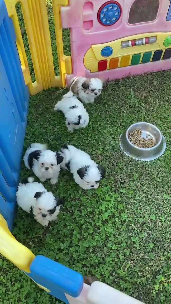 Shih Tzu dogs for sale: Shih Tzu 4 - Video 1